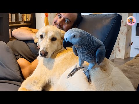 Smokey the Parrot vs Luna the Puppy: From Enemies to Best Friends
