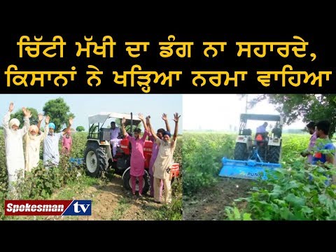 ਚਿੱਟੀ ਮੱਖੀ ਦਾ ਡੰਗ ਨਾ ਸਹਾਰਦੇ, ਕਿਸਾਨਾਂ ਨੇ ਖੜ੍ਹਿਆ ਨਰਮਾ ਵਾਹਿਆ