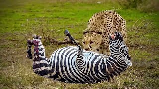 10 Horror Moments Mother Zebra Injured But Still Take Down Cheetah, Lion, Crocodile To Save His Baby