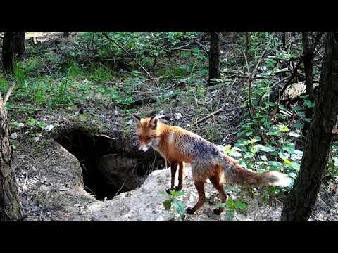 Lis, Fuchs, Fox, nora lisa, lis i borsuk, lisica i młode, atak lisa, polowanie na lisa