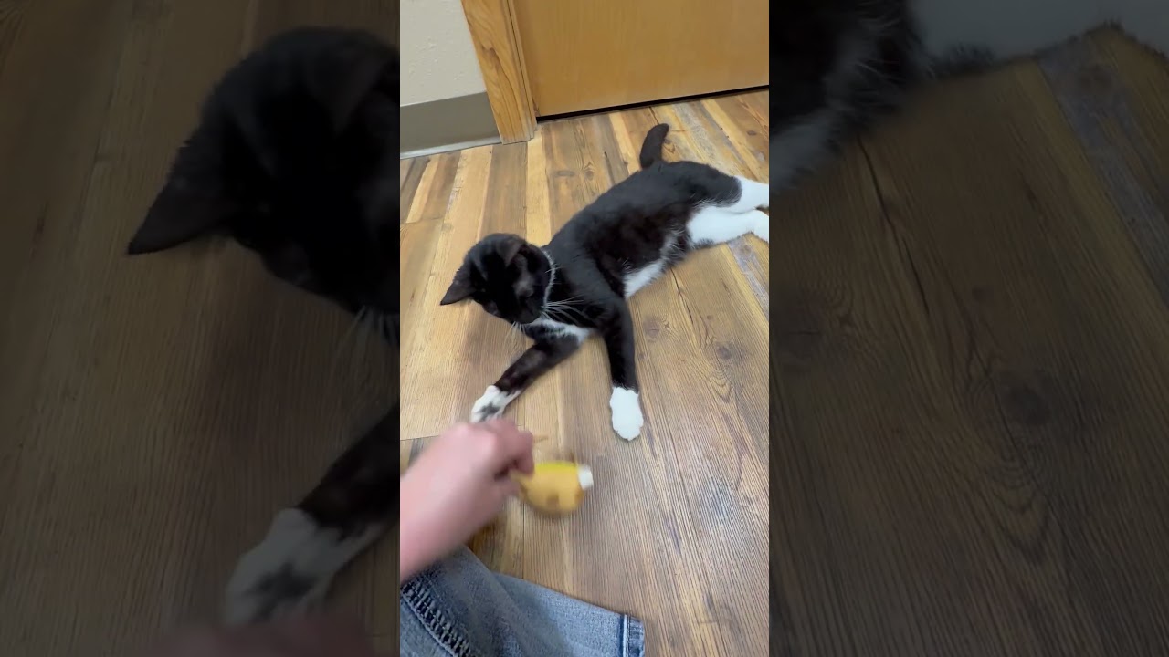 Bolt - Like a bolt of lightening, she will light up your life, a ADOPTABLE Domestic Short Hair in Oshkosh, WI video 5/5