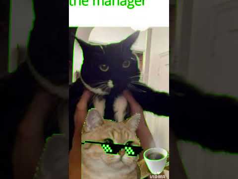 this cat is manager of cocola🤣🤣🤣🤣🤣 #music