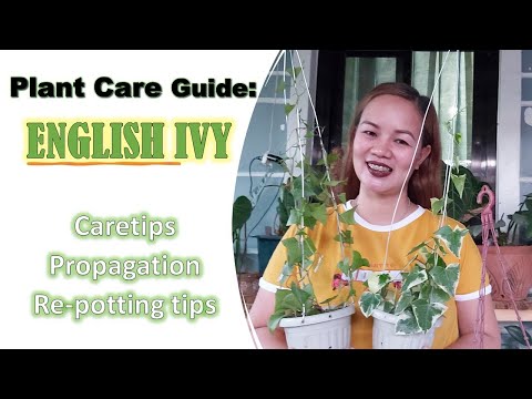 , title : 'Plant Care Guide: English Ivy | Care tips + Repotting tips & Propagation'