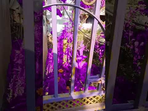 purple land #beats #music #yagnesh