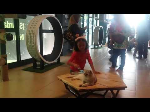 Alima at johan n his cats