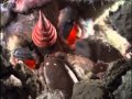 Ultraman Taro Vs Pandora