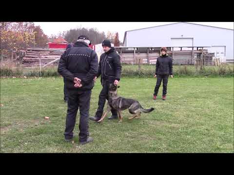 Arwen z Jukasu - obedience - 16 months