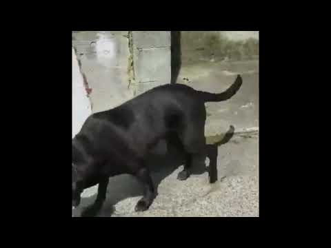 Some clips of my baby Isaiah limping