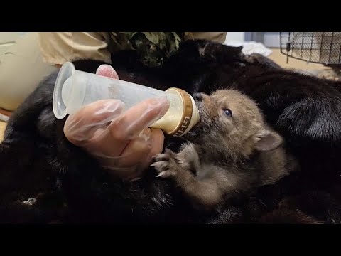 WATCH: Orphaned coyotes returned to the wild in southern California