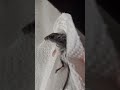 Ratatouille 2 Ending