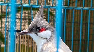 Cập nhật tình hình cặp chào mào xám sinh sản hôm nay đã nở