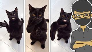 Download lagu 20 MOMEN KUCING LUCU YANG SEDANG VIRAL | Clapping Cat, Kucing Joget, dll mp3