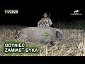 Odyniec Zamiast Byka SUDECKA OSTOJA 71 2025 Wildboar Hunting Keiler