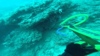 preview picture of video 'Sebastian Inlet Spearfishing'