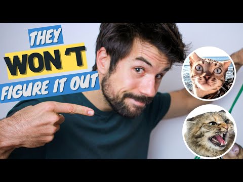 How to INTRODUCE a NEW CAT and avoid mistakes