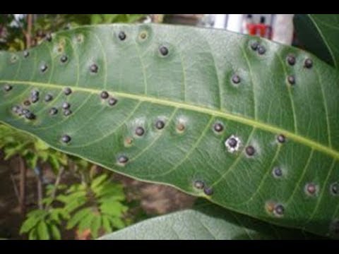 , title : 'WHAT IS THE MANGO GALL MIDGE? PREVENTION AND CONTROL - PART 2'