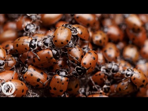 The Ladybug Love-In: A Valentine's Special | Deep Look