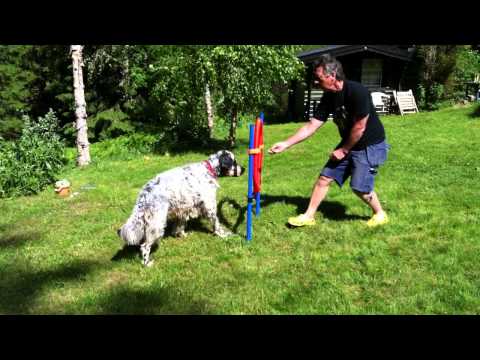 Blues jumping in agility ring