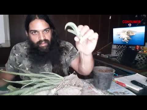 Let's Learn: How to Make Multiple Plants Out of One Plant