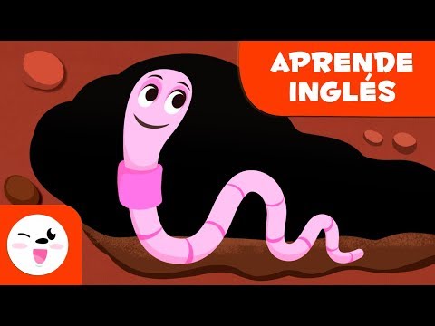 Los gusanos para niños EN INGLÉS - Animales invertebrados - Ciencias naturales para niños
