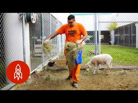 受刑者が運営する動物園 (The Zoo Run By Inmates)
