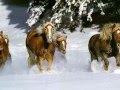 Enigma Return To Innocence Horse