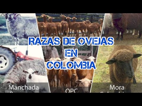 , title : 'razas criollas Colombianas 🇨🇴 razas de ovejas Colombianas 🐏🇨🇴'