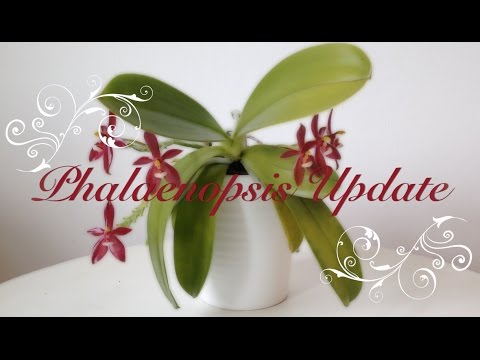Windowsill Phalaenopsis in September - Update