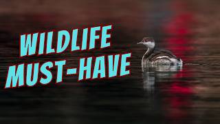 The ONE Tool Every Wildlife Photographer Should Be Using
