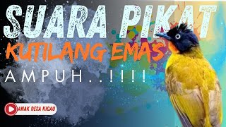Download lagu Suara Pikat Kutilang Emas Paling Ampuh mp3