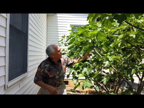 Vegetable Garden Part 4