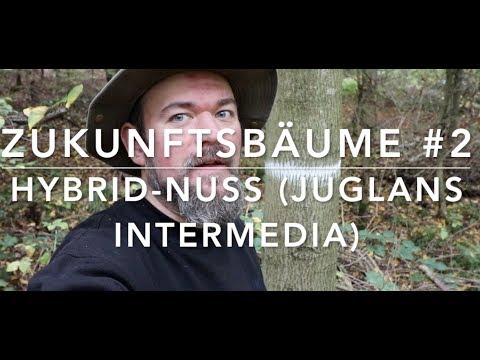 Hybridnuss - Zukunftsbäume 3