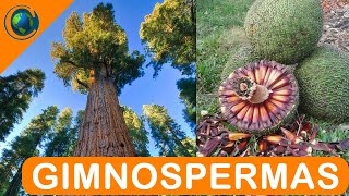 BOTÂNICA - PLANTAS GIMNOSPERMAS