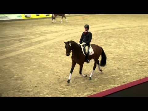 Bombastic Hengstpräsentation 2016