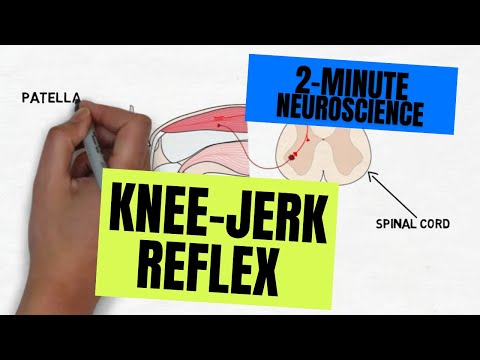 2-Minute Neuroscience: Knee-jerk Reflex