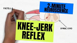 Neuroscience: Knee-jerk Reflex