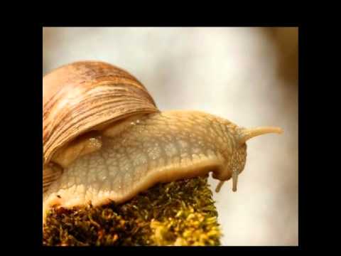 L'escargot - Rémo Gary