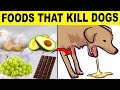 22 Common Foods That Will Kill Your Dog