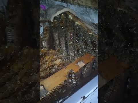 mais uma captura abelha cheia dimel.bar.rajado.apora.bahia