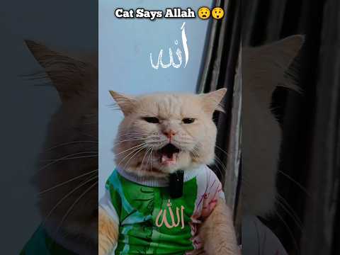 Famin Cat Says Allah 😻🐾 || #famin #faminarmy #allah #talkingtomfamin #cats #cutecat #catvideos