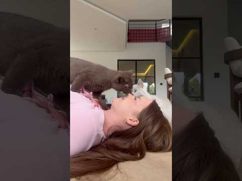 Ein neuer Katzen Trend 😍🐱Kriege ich das mit meinen Babys hin ? 🙈♥️ #kitten #shortvideo #alltag