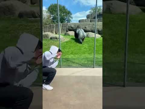 Gorilla Mimics Human's Moves at the Zoo! 🦍😂 #ZooLife #FunnyAnimals #AnimalEncounters