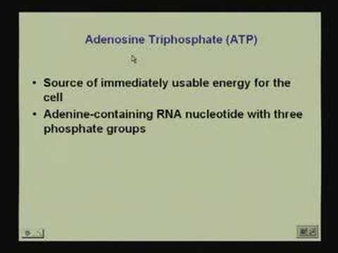 Vitamins and Coenzymes 1