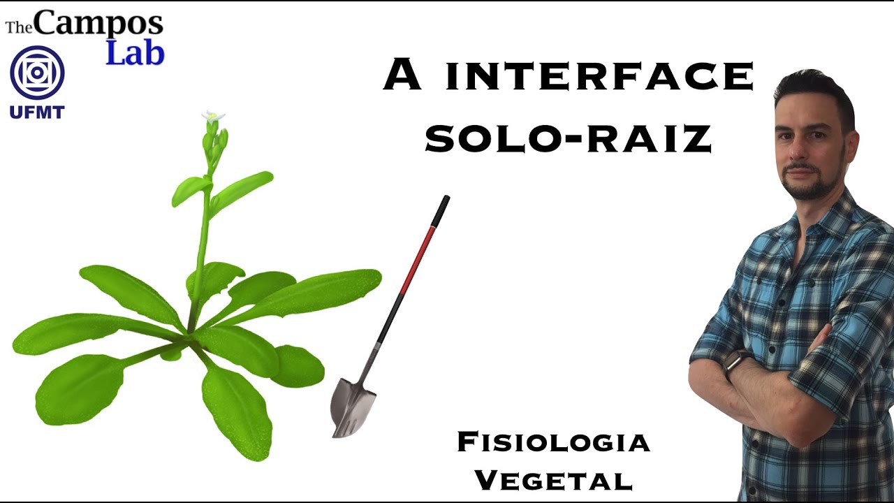A interface solo-raiz (1/3): Propriedades do solo