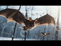 8 hours Repellent Anti Bats Sound | Ultrasonic Sound | Get Rid Of Bats | High Frequency | No Bats