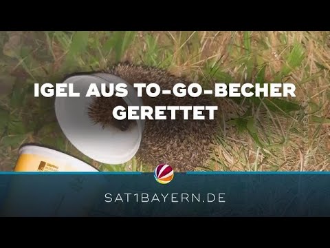 Igel-Rettung in Niederbayern: Radfahrer befreit Tier aus To-Go-Becher
