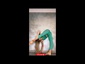 Gymnastics Girl Contortion Yoga Flexible Stret Ching