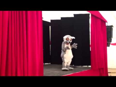 Larry the Lemur Dancing