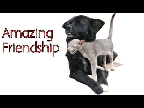 Dog And Cat Amazing Friendship ll Cool Dog And Cat