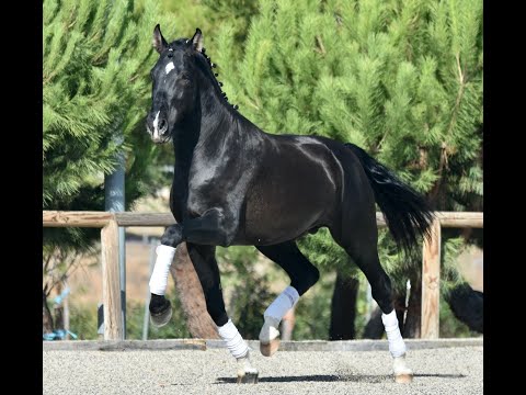 ZIMIT DE SUSAETA - SIRED BY POETA DE SUSAETA - ANDALUSIAN STALLION
